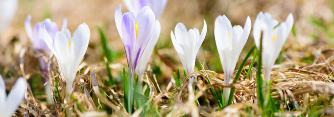 beautiful crocus flowers at springtime