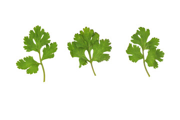 Green Parsley isolated on a white background.png