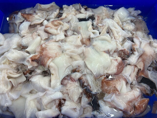 squid for sale in the market