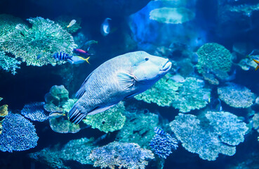 Naklejka na ściany i meble The humphead wrasse (Cheilinus undulatus) also known as the , Napoleon wrasse, Napoleon fish, Napoleonfish in aquarium in Thailand