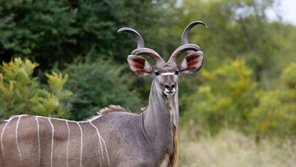 a big bull kudu in the wild
