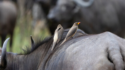 yellow-billed oxpecker on an African buffalo