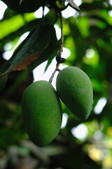 unripe mangoes hanging on a branch. Mango is the name of a type of fruit, as is the name of the tree. Mango belongs to the genus Mangifera. mangifera indica