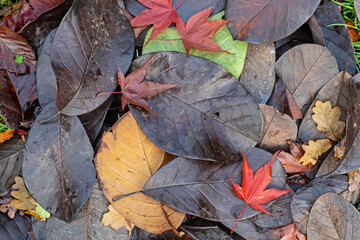 Fallen leaf study in late autumn UK
