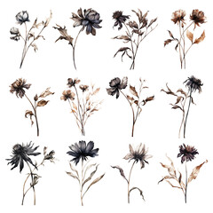 Set of watercolor dried wildflower - obrazy, fototapety, plakaty