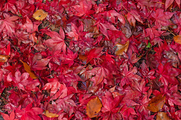 Carpet of Japanese Maple leaves ( Acer amoenum ) on a woodland walk in autumn UK