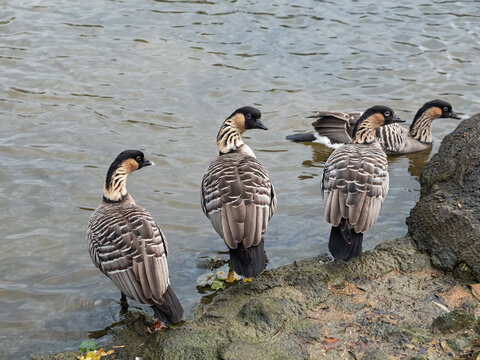 Captive Hawaiian geese ( Branta sandvicensis ) at Slimbridge UK where the species  was bred back from extinction in the mid 20th century. Also known as the Nene, the bird is the world&rsquo;s rarest goose 