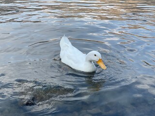 Ducks Swimming On the Lakes