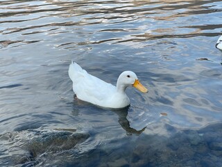 Ducks Swimming On the Lakes