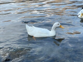 White Duck Swimming On the Lakes