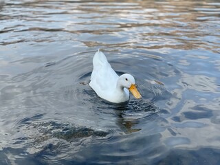 White duck swimming on the lakes