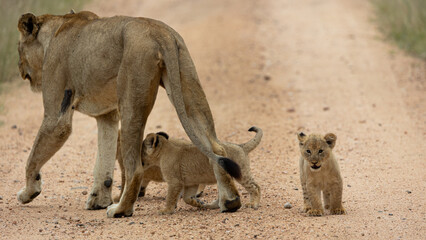 a lioness with tiny cubs on the road