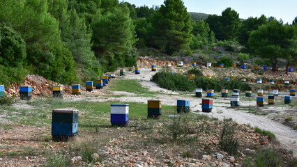bee colony and beekeeping on island Lefkada in Greece