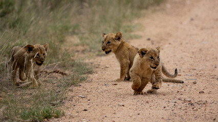 a lioness with tiny cubs on the road