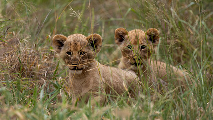 small lion cubs in the wild