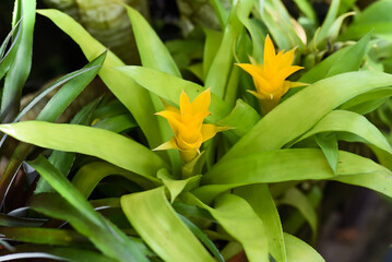 Canistropsis yellow flower close up
