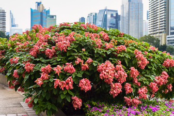 Mussaenda philippica tree growing in Bangkok, Thailand
