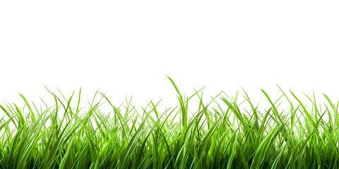 Obraz premium Close up green grass isolated on white