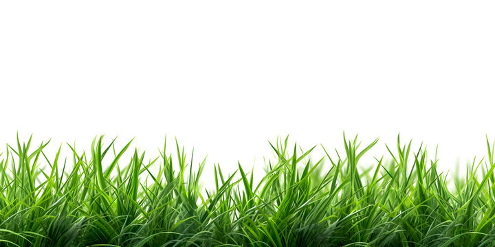 Close up green grass isolated on white