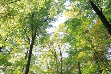 Baumwipfel in der Mittagsonne