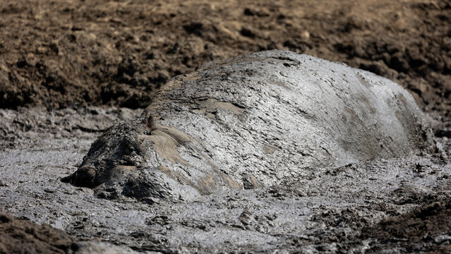 a hippo in a mudhole