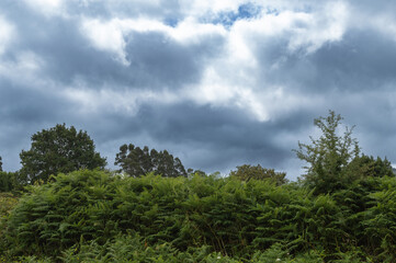 Obraz na płótnie Canvas countryside landscape with cloudy sky