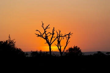 the sunrise in the bushveld