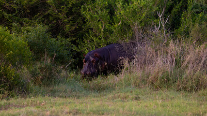 early morning hippo still grazing on land