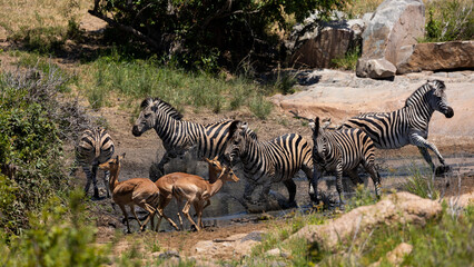 a Zebra and impala herd at the waterhole