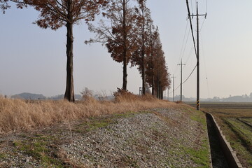 With reeds in Garosu-gil, Gimje-si
