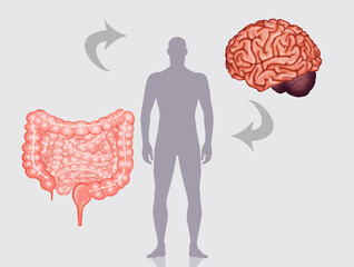 illustration of human brain and human intestine