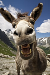 A donkey posing for a photo in the mountains.
