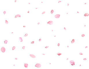 Pink Spring realistic sakura petals.