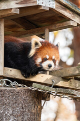 Cute red panda living in a zoo in Japan with tree branch and ground.