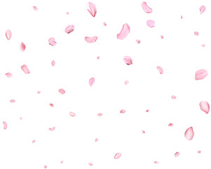 Fototapeta na wymiar Pink Spring realistic sakura petals.