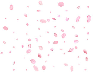 Pink Spring realistic sakura petals.