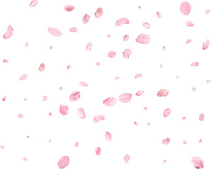 Pink Spring realistic sakura petals.