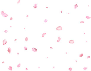 Pink Spring realistic sakura petals. © Elena