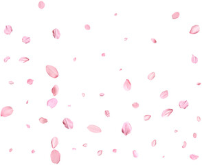 Pink Spring realistic sakura petals.