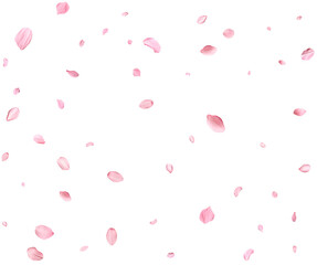 Pink Spring realistic sakura petals.