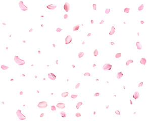 Pink Spring realistic sakura petals.