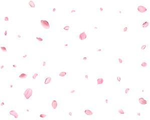 Pink Spring realistic cherry petals.