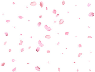 Obraz na płótnie Canvas Pink Spring realistic cherry petals.