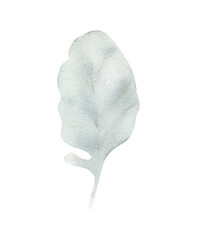 Watercolor dusty miller leaves illustration isolated. Hand-drawn winter floral element for cards design, wedding invitations, decor