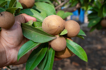 fresh sapodilla fruit on the tree, chickoo fruit. Sapodilla is tropical fruit evergreen tree and sweet taste fruit