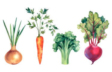 Watercolor vegetables, onions, beets, broccoli and carrots. The illustration is hand-drawn. Harvest, Halloween. For designers, clipart, sticker printing. - obrazy, fototapety, plakaty
