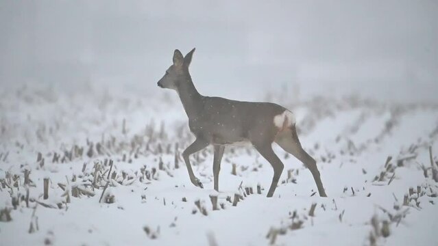 Roe deer wandering in snow fall in winter