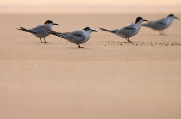 Tern on the beach. Animal background.
