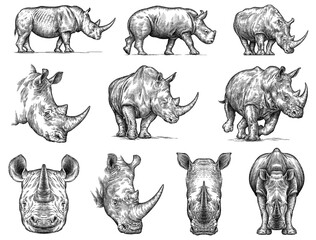 Vintage engraving isolated rhinoceros set illustration ink sketch. Africa background rhino silhouette art. Black and white hand drawn image © Turaev