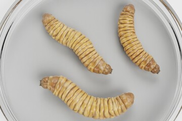 Realistic 3D Render of Wax Worms in Petri Dish